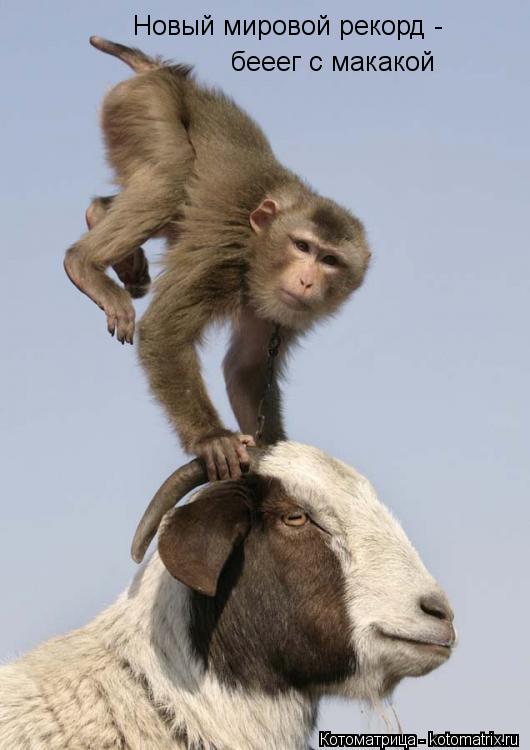 Новый мировой рекорд - бееег с макакой... Котоматрица: Новый мировой рекорд - бееег с макакой