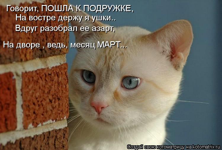 Котоматрица: Говорит, ПОШЛА К ПОДРУЖКЕ, На востре держу я ушки.. Вдруг разобрал ее азарт, На дворе , ведь, месяц МАРТ...