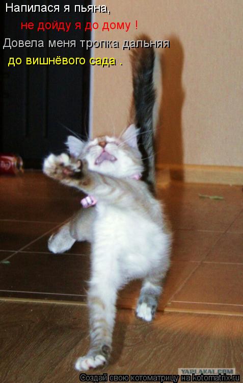 Котоматрица: Напилася я пьяна,  не дойду я до дому ! Довела меня тропка дальняя  до вишнёвого сада .