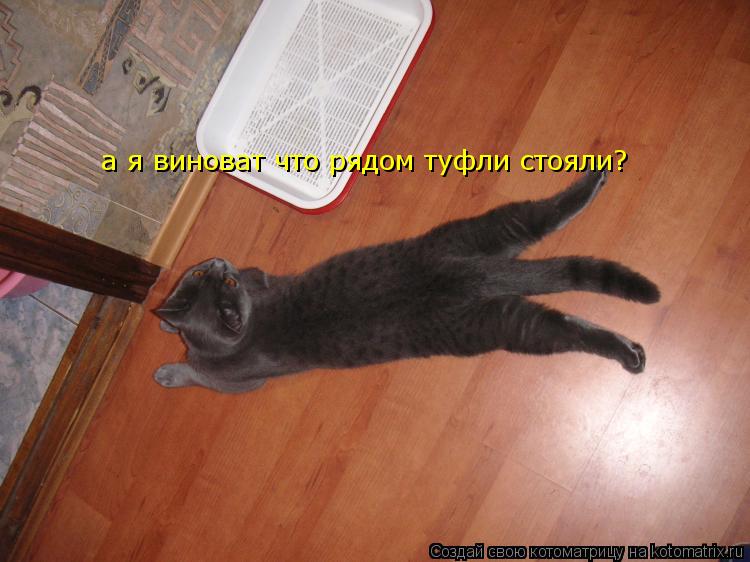 а я виноват что рядом туфли стояли?... Котоматрица: а я виноват что рядом туфли стояли?