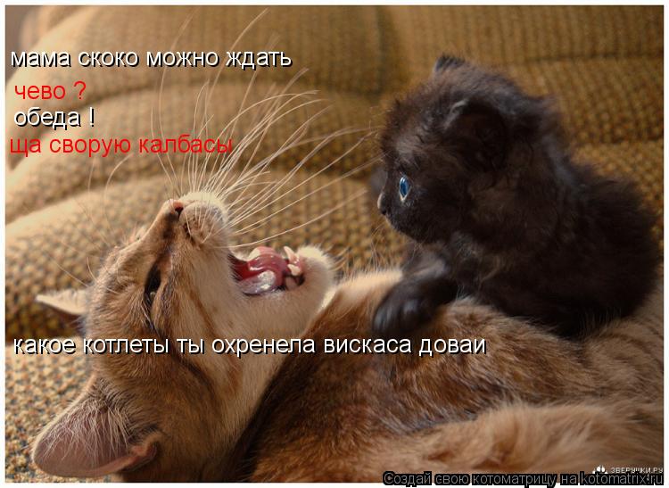 мама скоко можно ждать чево ? обеда ! ща сворую калбасы какое котлеты ты охренела вискаса доваи... Котоматрица: мама скоко можно ждать чево ? обеда ! ща сворую калбасы какое котлеты ты охренела вискаса доваи