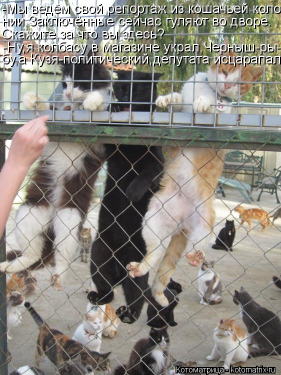Котоматрица: -Мы ведём свой репортаж из кошачьей коло- нии.Заключённые сейчас гуляют во дворе. Скажите,за что вы здесь? -Ну,я колбасу в магазине украл,Черн