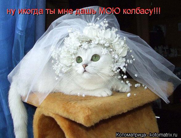 Котоматрица: ну икогда ты мне дашь МОЮ колбасу!!! ну икогда ты мне дашь МОЮ колбасу!!!