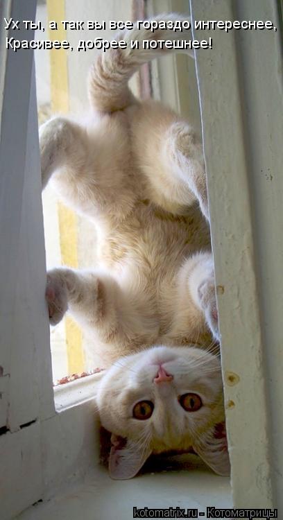 Котоматрица: Ух ты, а так вы все гораздо интереснее, Красивее, добрее и потешнее!