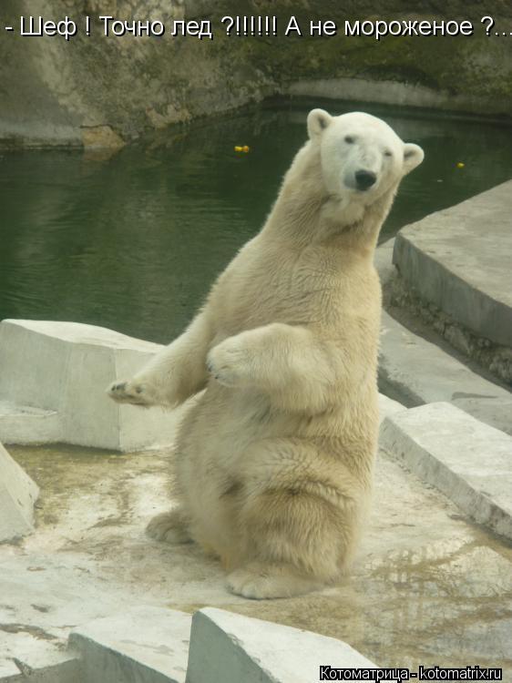 Котоматрица: - Шеф ! Точно лед ?!!!!!! А не мороженое ?......