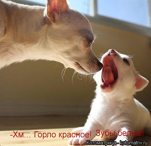 -Хм... Горло красное! Зубы белые!... Котоматрица: -Хм... Горло красное! Зубы белые!