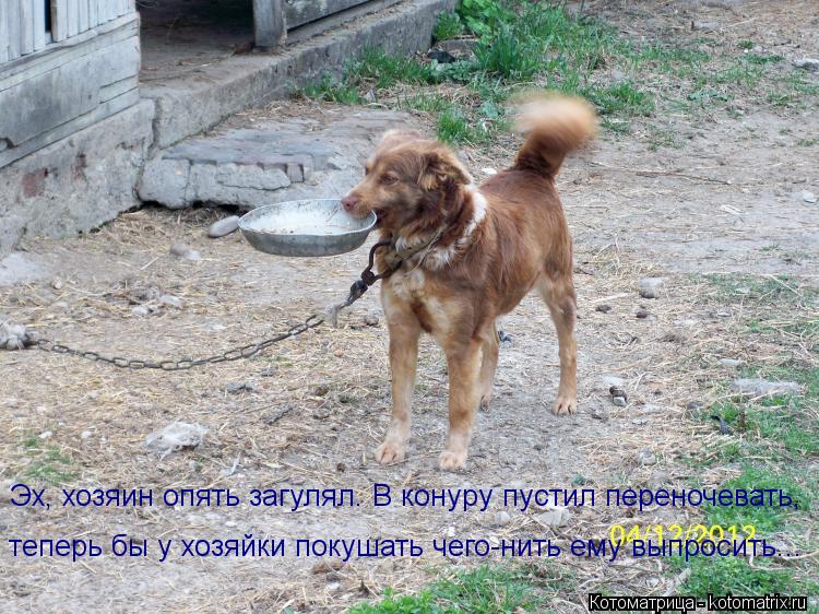 Котоматрица: Эх, хозяин опять загулял. В конуру пустил переночевать, теперь бы у хозяйки покушать чего-нить ему выпросить...