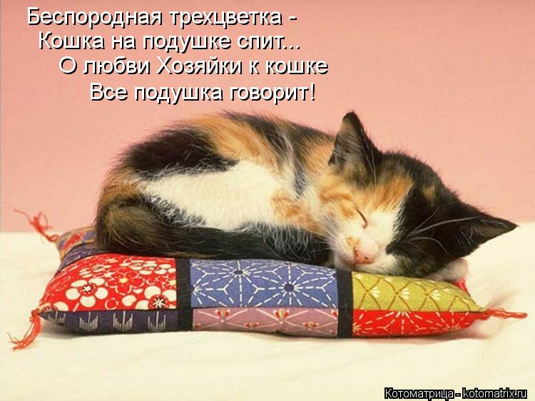 Котоматрица: Беспородная трехцветка - Кошка на подушке спит... О любви Хозяйки к кошке Все подушка говорит!