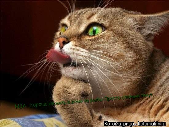 Котоматрица: МДА...Хорошо же жить в доме из рыбы.Просто слюньки текут.