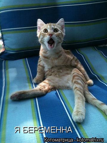 Котоматрица: Я БЕРЕМЕННА