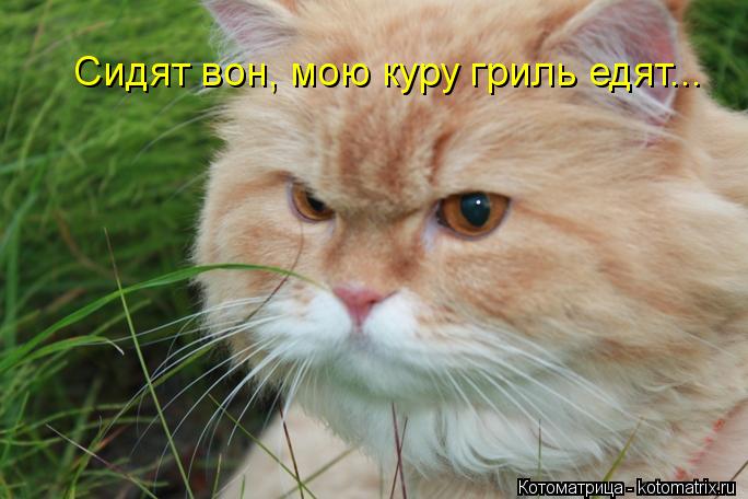 Сидят вон, мою куру гриль едят...... Котоматрица: Сидят вон, мою куру гриль едят...
