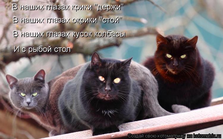 Котоматрица: В наших глазах крики "держи" В наших глазах окрики "стой" В наших глазах кусок колбасы И с рыбой стол