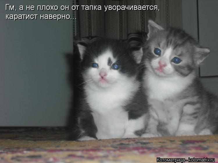 Котоматрица: Гм, а не плохо он от тапка уворачивается, каратист наверно...