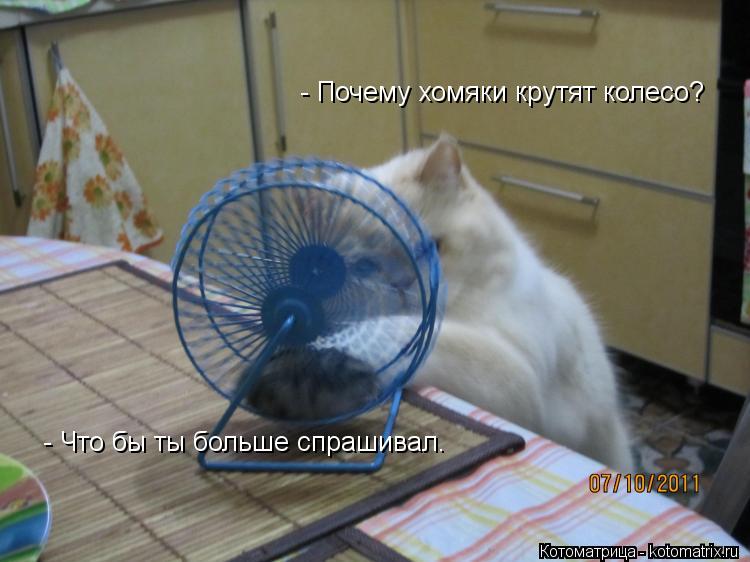 Котоматрица: - Почему хомяки крутят колесо? - Что бы ты больше спрашивал.