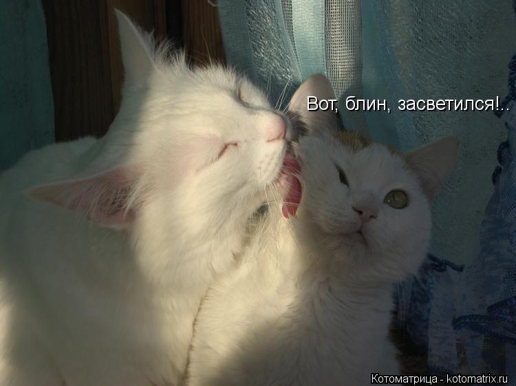 Котоматрица: Вот, блин, засветился!..