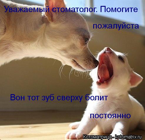Котоматрица: пожалуйста Вон тот зуб сверху болит  постоянно Уважаемый стоматолог. Помогите