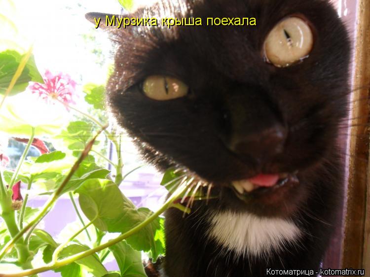 Котоматрица: у Мурзика крыша поехала