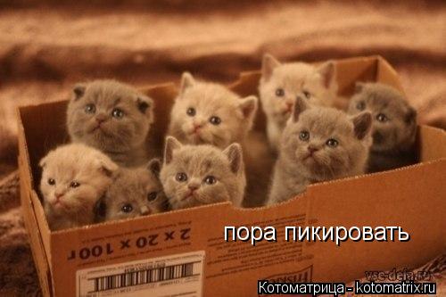Котоматрица: пора пикировать