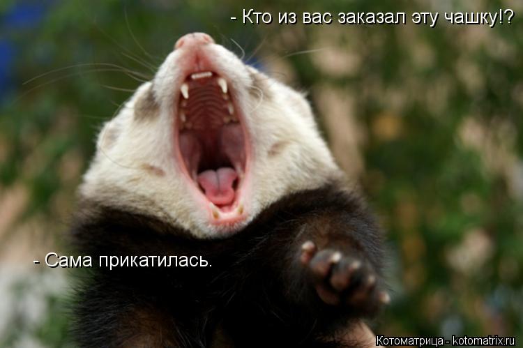 Котоматрица: - Кто из вас заказал эту чашку!? - Сама прикатилась.
