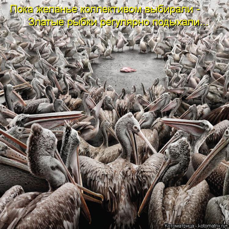 Котоматрица: Пока желанье коллективом выбирали - Златые рыбки регулярно подыхали...