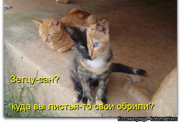 Котоматрица: Зетцу-сан? куда вы листья-то свои обрили?