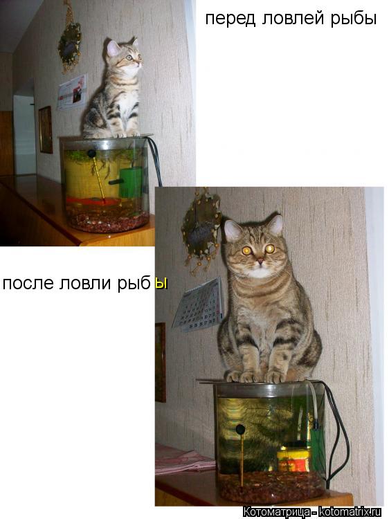 перед ловлей рыбы после ловли рыб ы... Котоматрица: перед ловлей рыбы после ловли рыб ы