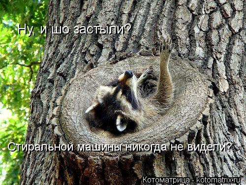 Ну, и шо застыли? Стиральной машины никогда не видели?... Котоматрица: Ну, и шо застыли? Стиральной машины никогда не видели?