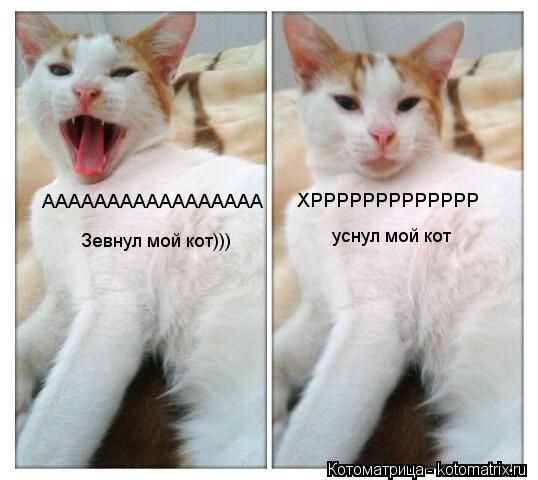 Котоматрица: ААААААААААААААААА Зевнул мой кот))) ХРРРРРРРРРРРРР уснул мой кот