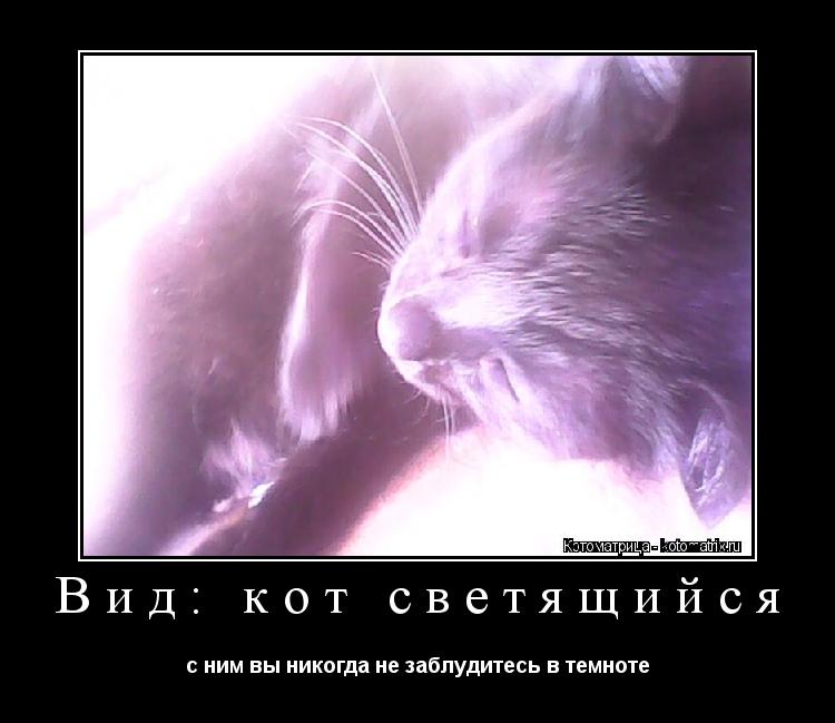 Котоматрица: Вид: кот светящийся с ним вы никогда не заблудитесь в темноте