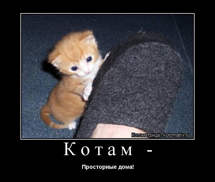 Котоматрица: Котам - Просторные дома!