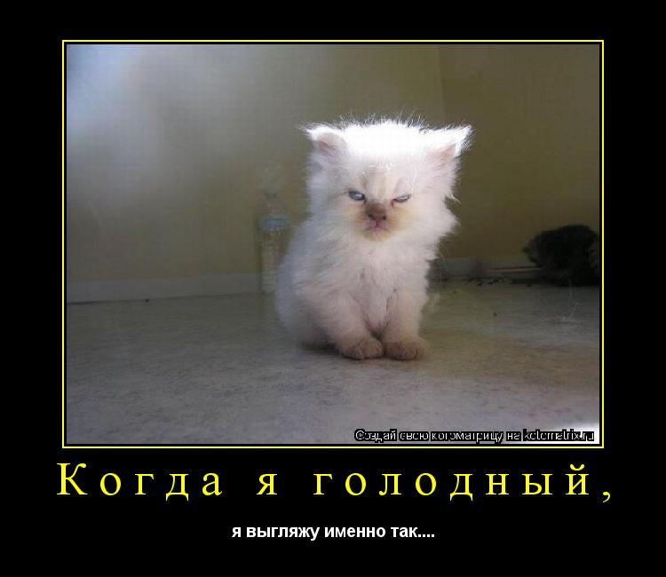 Котоматрица: Когда я голодный, я выгляжу именно так....