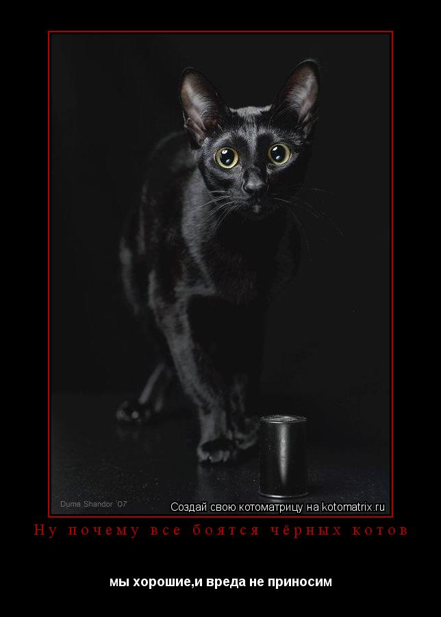 Котоматрица: Ну почему все боятся чёрных котов мы хорошие,и вреда не приносим