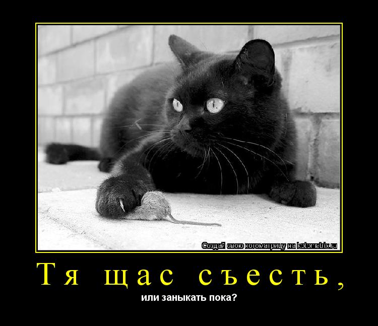 Котоматрица: Тя щас съесть,  или заныкать пока?