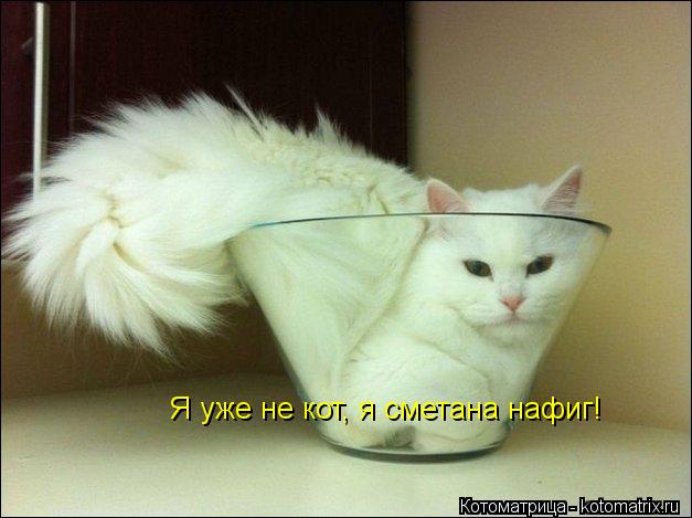 Я уже не кот, я сметана нафиг!... Котоматрица: Я уже не кот, я сметана нафиг!