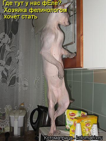 Котоматрица: Где тут у нас фЕле?  Хозяйка фелинологом хочет стать