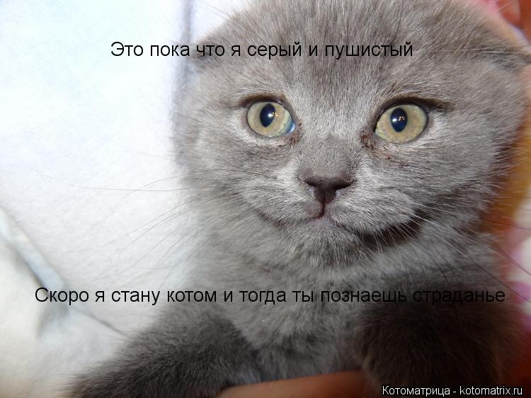 Это пока что я серый и пушистый Скоро я стану котом и тогда ты познаешь страданье... Котоматрица: Это пока что я серый и пушистый Скоро я стану котом и тогда ты познаешь страданье
