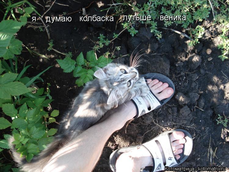я думаю колбаска лутьше веника... Котоматрица: я думаю колбаска лутьше веника