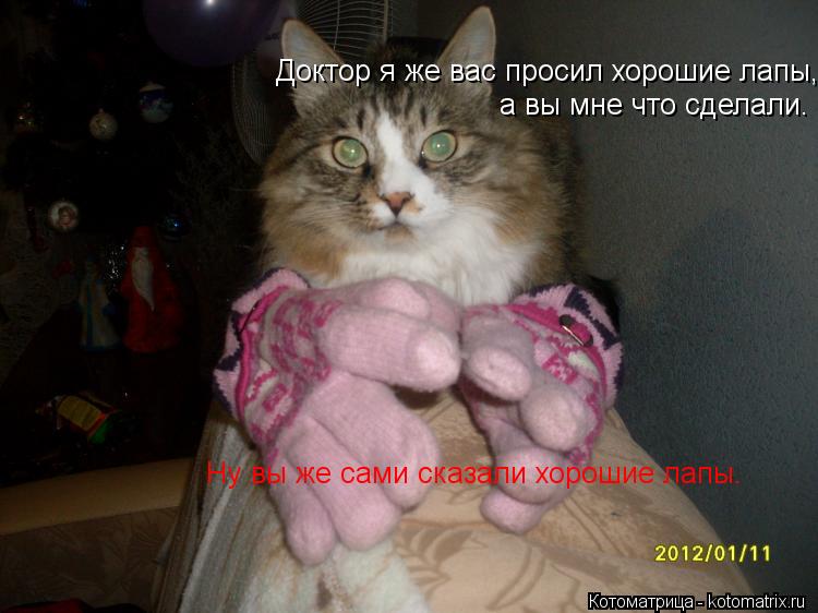 Котоматрица: Доктор я же вас просил хорошие лапы, а вы мне что сделали. Ну вы же сами сказали хорошие лапы.