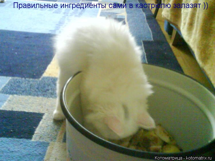 Правильные ингредиенты сами в кастрюлю залазят ))... Котоматрица: Правильные ингредиенты сами в кастрюлю залазят ))