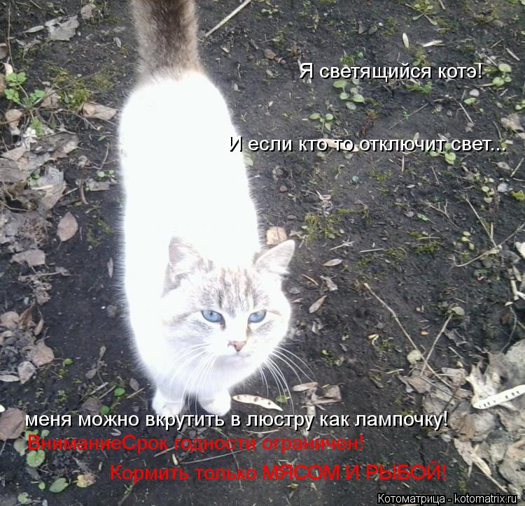 Котоматрица: Я светящийся котэ! И если кто то отключит свет...  меня можно вкрутить в люстру как лампочку! ВниманиеСрок годности ограничен!  Кормить тольк