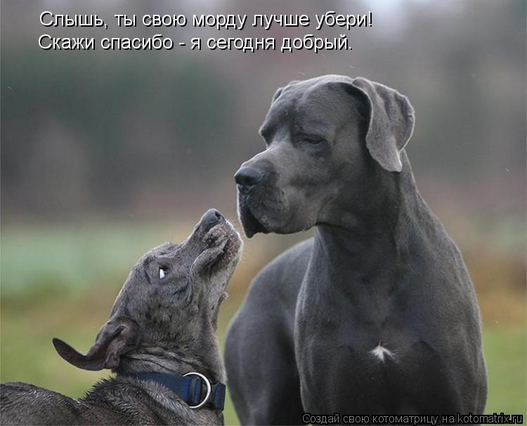 Котоматрица: Слышь, ты свою морду лучше убери! Скажи спасибо - я сегодня добрый.