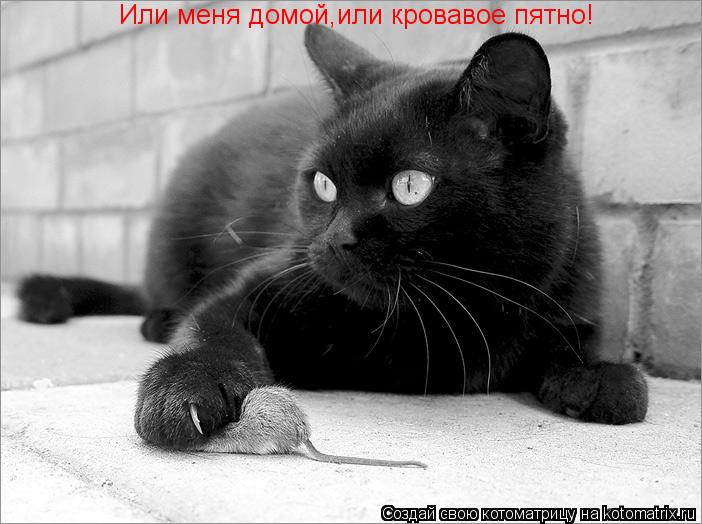 Или меня домой,или кровавое пятно!... Котоматрица: Или меня домой,или кровавое пятно!
