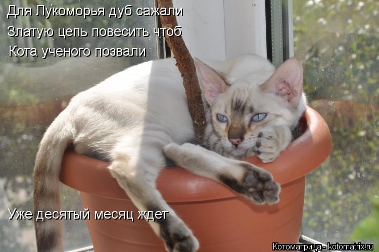 Для Лукоморья дуб сажали Златую цепь повесить чтоб Кота ученого позвали Уже десятый месяц ждет... Котоматрица: Для Лукоморья дуб сажали Златую цепь повесить чтоб Кота ученого позвали Уже десятый месяц ждет