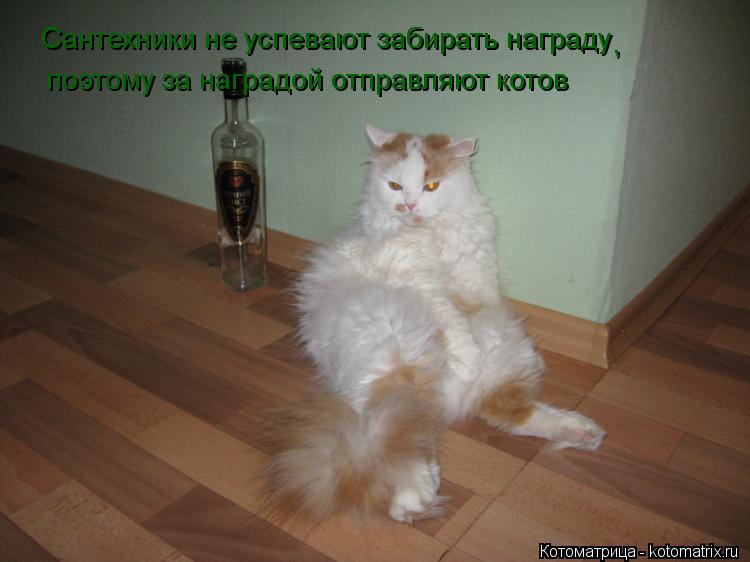 Сантехники не успевают забирать награду , поэтому за наградой отправляют котов... Котоматрица: Сантехники не успевают забирать награду , поэтому за наградой отправляют котов