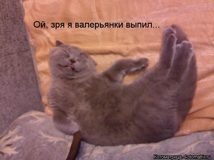 Ой, зря я валерьянки выпил...... Котоматрица: Ой, зря я валерьянки выпил...