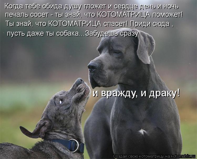 Котоматрица: Когда тебе обида душу гложет и сердце день и ночь печаль сосет - ты знай, что КОТОМАТРИЦА поможет! Ты знай, что КОТОМАТРИЦА спасет! Приди сюда