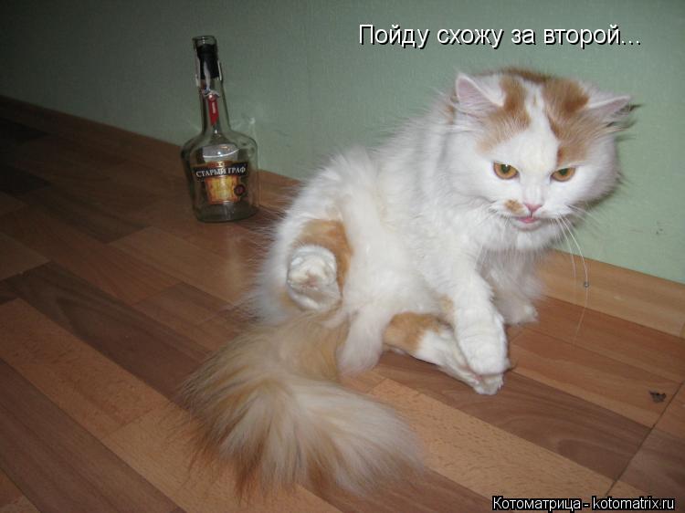 Котоматрица: Пойду схожу за второй...