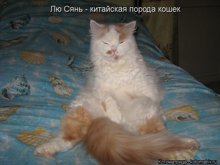 Лю Сянь - китайская порода кошек... Котоматрица: Лю Сянь - китайская порода кошек