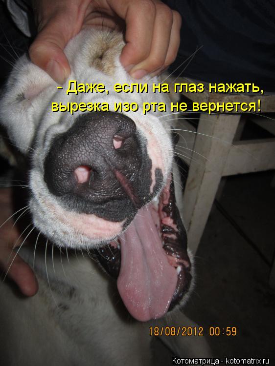 Котоматрица: - Даже, если на глаз нажать, вырезка изо рта не вернется!