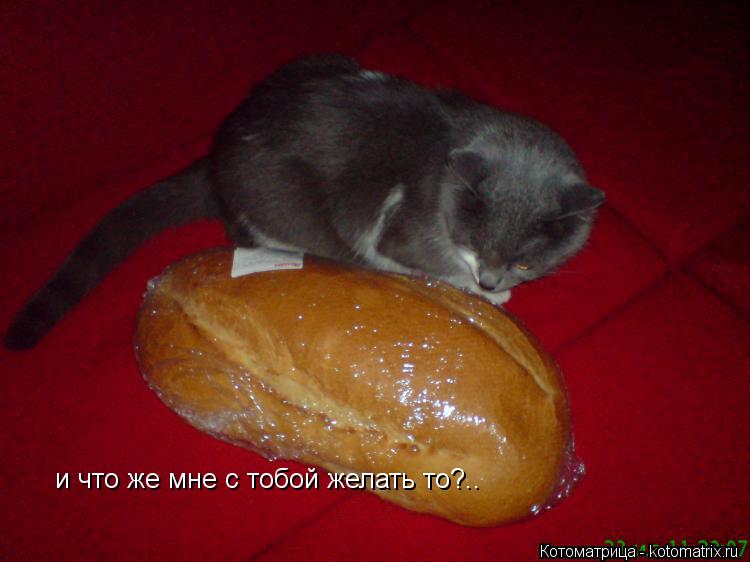 и что же мне с тобой желать то?..... Котоматрица: и что же мне с тобой желать то?..